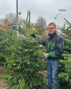 Kerstboom Nordmann gezaagd 225-250cm