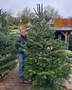 Kerstboom Nordmann gezaagd 250-300cm