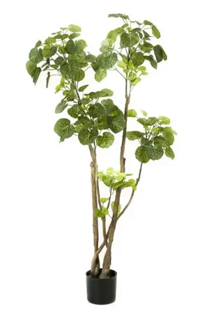 Kunstboom in Pot Polyscias 135cm