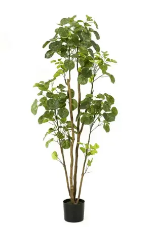 Kunstboom in Pot Polyscias 160cm