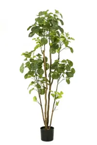 Kunstboom in Pot Polyscias 160cm