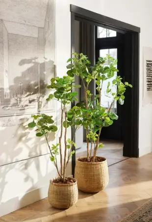 Kunstboom in Pot Polyscias 160cm sfeer