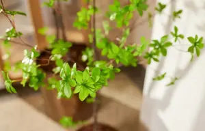 Kunstboom in Pot Tropaeolum Speciosum Groen 150cm detail