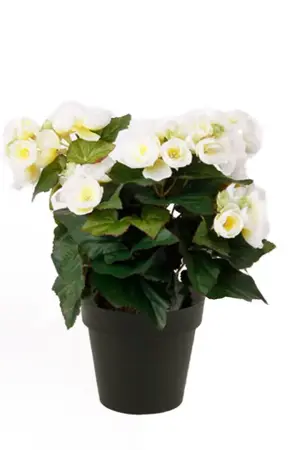 Kunstplant in Pot Begonia Creme 11cm