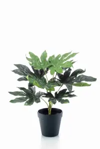 Kunstplant in Pot Fatsia 30cm