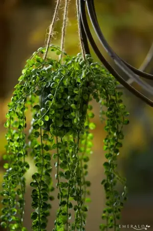 Hangplant Ficus Pumila 60cm