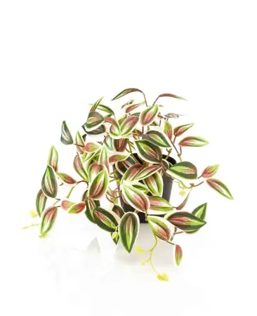 Kunstplant in Pot Tradescantia Groen Rood 19cm