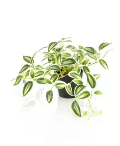 Kunstplant in Pot Tradescantia Groen Wit 19cm