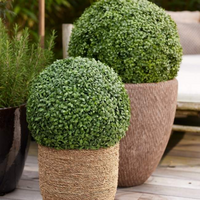 Kunstplanten buiten UV-bestendig