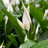 Luchtzuiverende kamerplanten