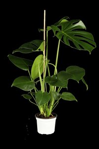 Monstera Deliciosa - afbeelding 1