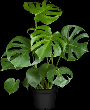 Monstera Deliciosa - afbeelding 4