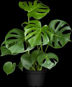 Monstera Deliciosa - afbeelding 4