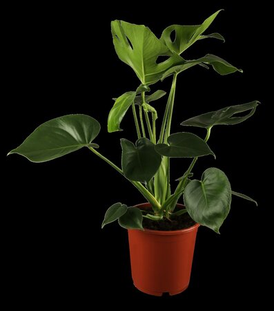 Monstera Deliciosa - afbeelding 2