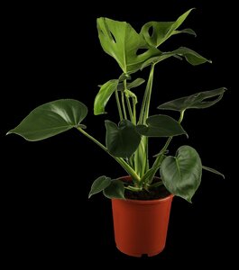 Monstera Deliciosa - afbeelding 2