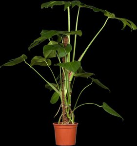 Monstera Deliciosa - afbeelding 3