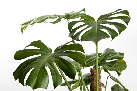 Monstera Deliciosa - afbeelding 5
