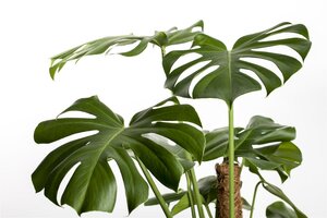 Monstera Deliciosa - afbeelding 5