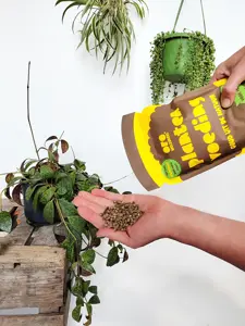 Oro Wolkorrel - 400 gram - afbeelding 5