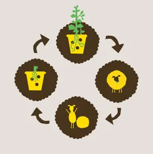 Oro Wolkorrel - 400 gram - afbeelding 6