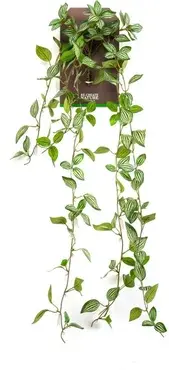 Peperomia hangend l85cm groen