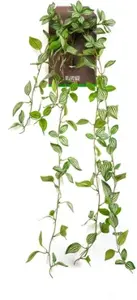 Peperomia hangend l85cm groen