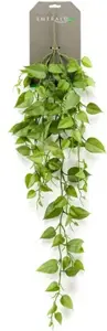 Philodendron hangend l90cm groen