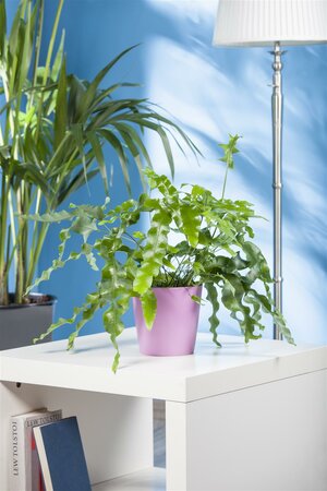 Phlebodium aureum Blue star - afbeelding 2