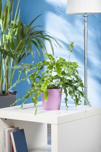Phlebodium aureum Blue star - afbeelding 2