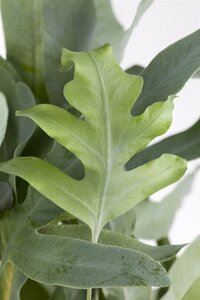 Phlebodium aureum Blue star - afbeelding 9