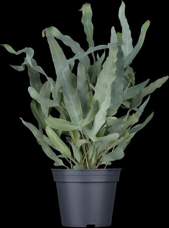 Phlebodium aureum Blue star - afbeelding 7