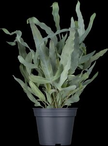 Phlebodium aureum Blue star - afbeelding 7