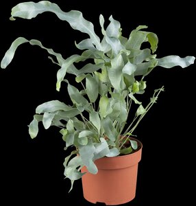 Phlebodium aureum Blue star - afbeelding 8