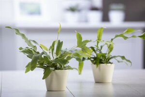 Phlebodium aureum Blue star - afbeelding 4
