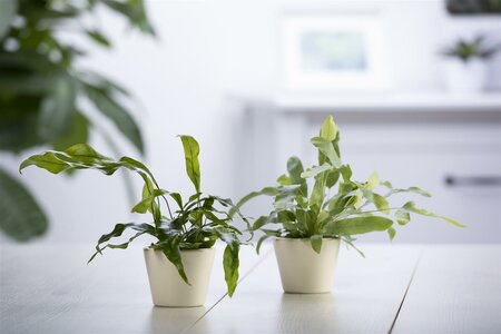Phlebodium aureum Blue star - afbeelding 5