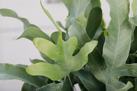 Phlebodium aureum Blue star - afbeelding 10