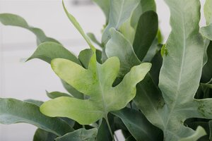 Phlebodium aureum Blue star - afbeelding 10