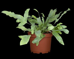 Phlebodium aureum Blue star - afbeelding 3