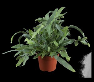 Phlebodium aureum Blue star - afbeelding 1