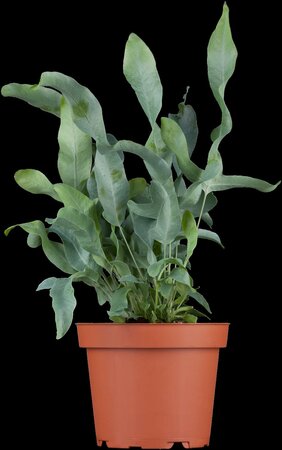 Phlebodium aureum Blue star - afbeelding 6