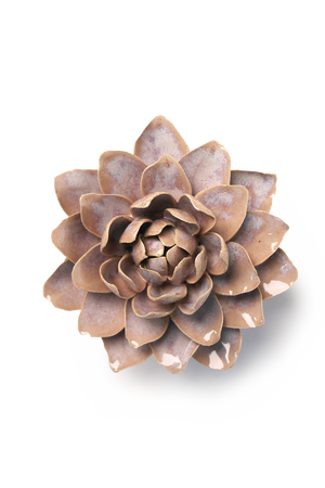 Pink Sand Starbrite Water Lily