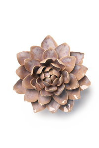 Pink Sand Starbrite Water Lily