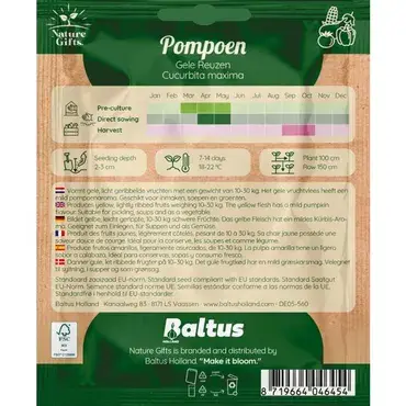 Pompoen gele reuzen 6st - afbeelding 2