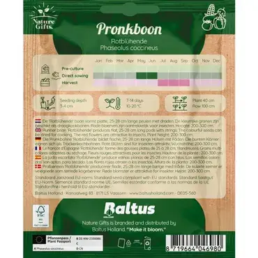 Pronkboon roodbloeiende 6st - afbeelding 2