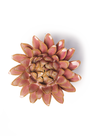 Rose Quartz Pink Strawflower
