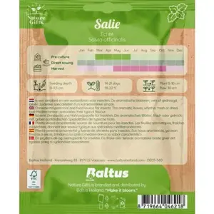 Salie echte salvia 50st - afbeelding 2