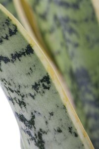 Sansevieria trifa Laurentii - afbeelding 5