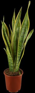 Sansevieria trifa Laurentii - afbeelding 1