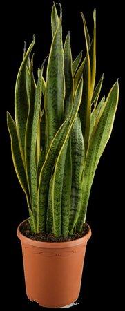 Sansevieria trifa Laurentii - afbeelding 2
