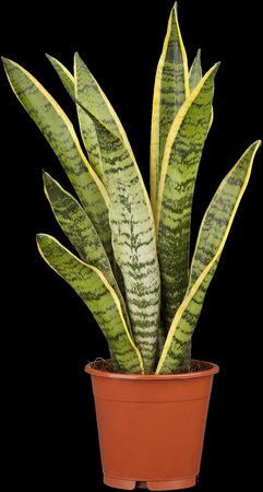 Sansevieria trifa Laurentii - afbeelding 4